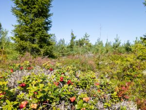 De begroeiing van de Zweedse bodem bestaat vooral uit mossen, bosbessen en heide. Een prima matras voor je tentje! (Bas Wetter)
